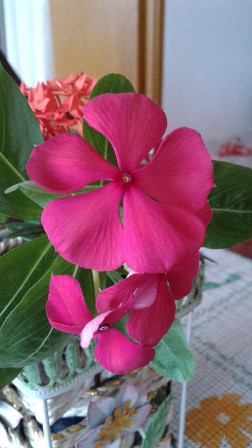 Seychelles Yellow Petals Anse Boileau Bagian luar foto