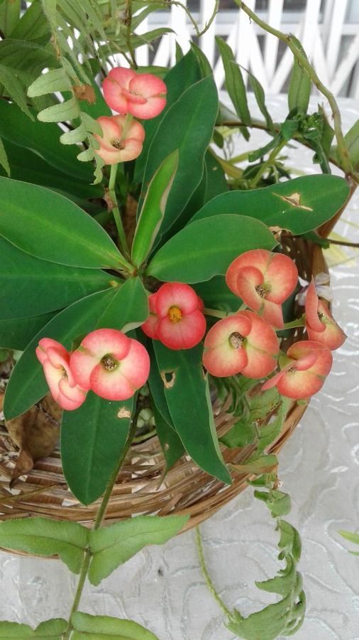 Seychelles Yellow Petals Anse Boileau Bagian luar foto
