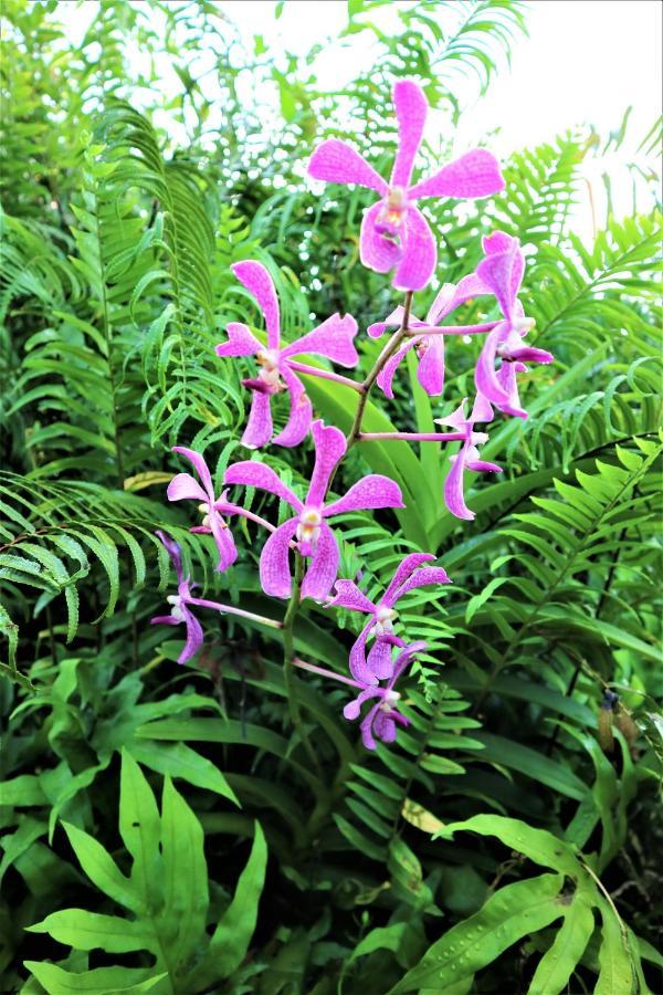 Seychelles Yellow Petals Anse Boileau Bagian luar foto