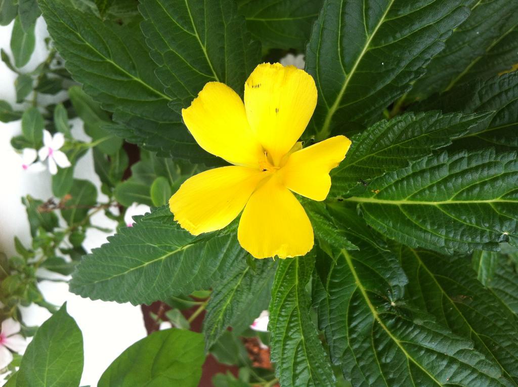 Seychelles Yellow Petals Anse Boileau Bagian luar foto
