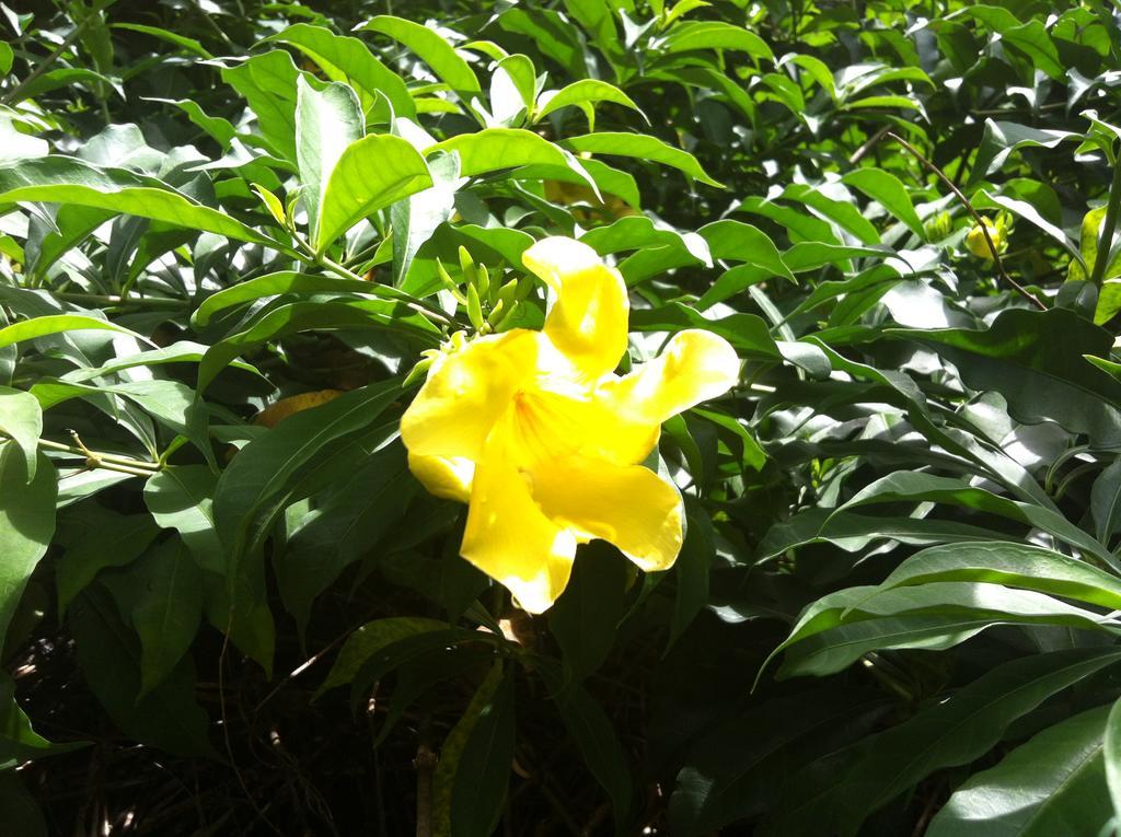 Seychelles Yellow Petals Anse Boileau Bagian luar foto