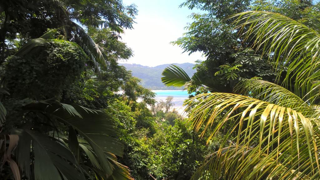 Seychelles Yellow Petals Anse Boileau Bagian luar foto